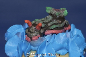 Nembrotha Kubaryana Cupcakea
Very rare species, only to ... by Margriet Tilstra 